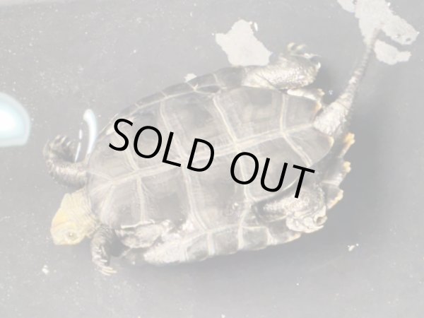 画像7: ニホンイシガメ メス(8.5cm±)ブリード (7)