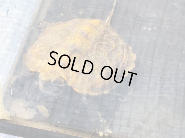 画像4: ニホンイシガメ メス(8.5cm±)ブリード (4)