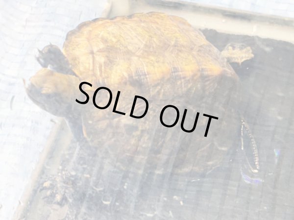 画像3: ニホンイシガメ メス(8.5cm±)ブリード (3)