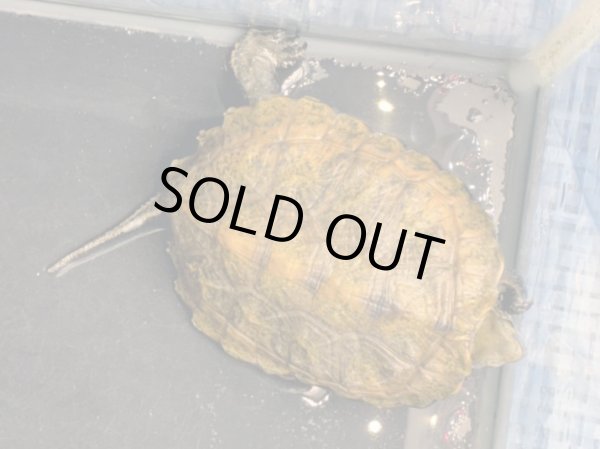 画像2: ニホンイシガメ メス(8.5cm±)ブリード (2)