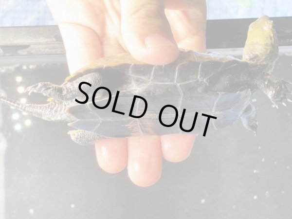 画像6: ニホンイシガメ メス(8.5cm±)ブリード (6)