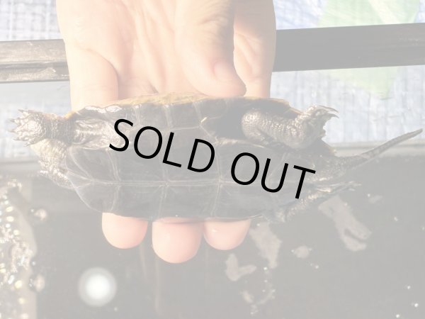 画像5: ニホンイシガメ メス(8.5cm±)ブリード (5)