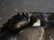 画像9: 【予約品】ニホンイシガメ オス(12cm±)WILD▲ (9)