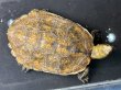 画像1: 【予約品】ニホンイシガメ オス(12cm±)WILD▲ (1)