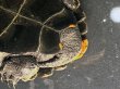 画像8: 【予約品】ニホンイシガメ オス(12cm±)WILD▲ (8)