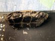 画像7: 【予約品】ニホンイシガメ オス(12cm±)WILD▲ (7)