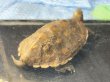画像2: 【予約品】ニホンイシガメ オス(12cm±)WILD▲ (2)