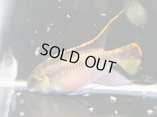 画像2: ペルヴィカクロミス プルケール メスのみ ブリード (2)