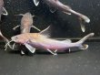 画像1: スタージョンシーキャット(20cm±)WILDインドネシア★ (1)