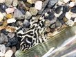 画像1: キングロイヤルペコルティア(5cm±)国産ブリード★ (1)