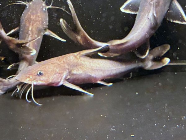 画像2: スタージョンシーキャット(20cm±)WILDインドネシア★ (2)