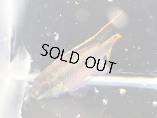 画像3: ペルヴィカクロミス プルケール メスのみ ブリード (3)