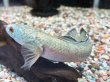 画像1: チャンナアリストネイ(11cm±)WILD (1)