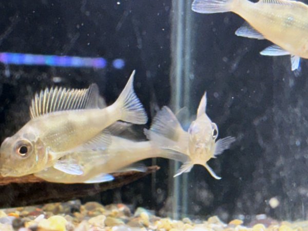 画像3: ゲオファーガススベニ(5cm±)ブリード (3)