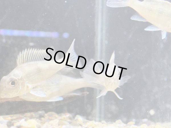 画像3: ゲオファーガススベニ(5cm±)ブリード (3)