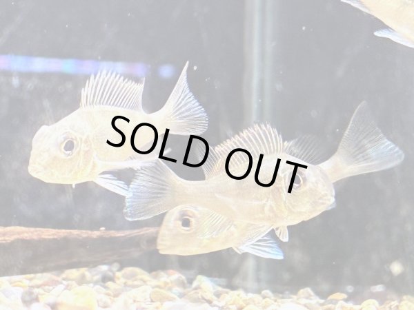 画像1: ゲオファーガススベニ(5cm±)ブリード (1)