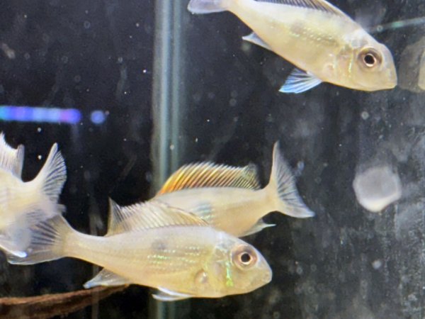 画像2: ゲオファーガススベニ(5cm±)ブリード (2)