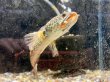 画像4: バイオレットスネークヘッド(9cm±)WILD 訳アリ特価 (4)