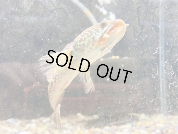 画像4: バイオレットスネークヘッド(9cm±)WILD 訳アリ特価 (4)