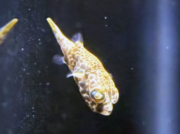 画像1: テトラオドンショウテデニー(2cm±)ブリード★ (1)