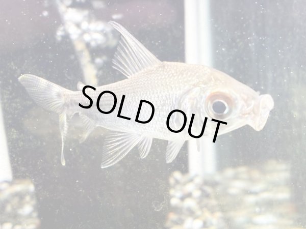 画像1: カラープロキロダス(8cm±)ブリード (1)