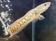 画像1: バイオレットスネークヘッド(9cm±)WILD 訳アリ特価 (1)