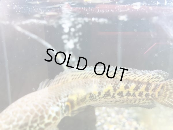 画像3: バイオレットスネークヘッド(9cm±)WILD 訳アリ特価 (3)