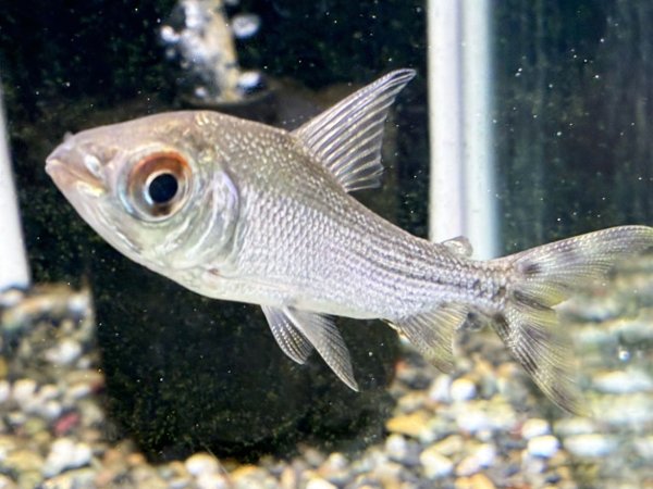 画像2: カラープロキロダス(8cm±)ブリード★ (2)