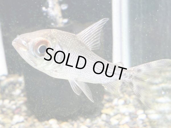 画像2: カラープロキロダス(8cm±)ブリード (2)