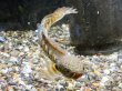 画像2: バイオレットスネークヘッド(9cm±)WILD 訳アリ特価 (2)