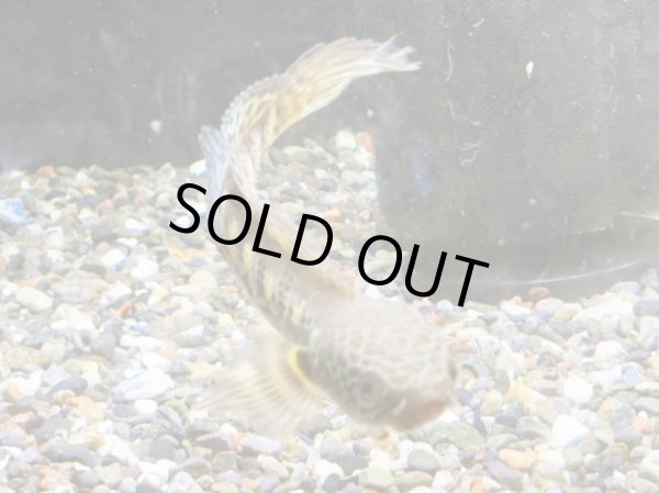 画像2: バイオレットスネークヘッド(9cm±)WILD 訳アリ特価 (2)