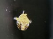 画像2: テトラオドンショウテデニー(2cm±)ブリード★ (2)