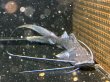 画像2: ピラムターバ(15cm±)WILDスリナム★ (2)