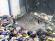 画像1: ピラニアsp.マットグロッソ(4cm±)WILD★ (1)