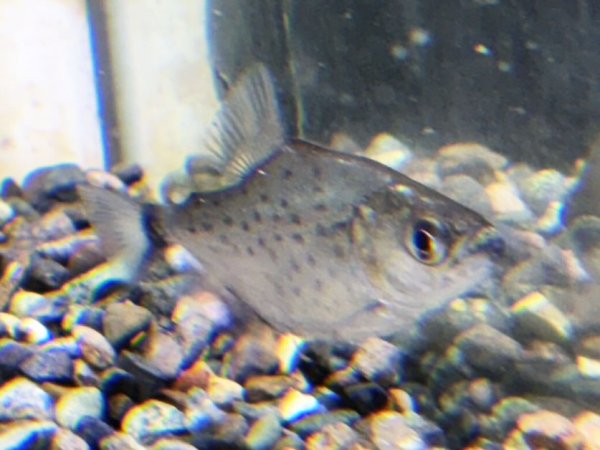 画像1: ピラニアsp.マットグロッソ(4cm±)WILD★ (1)