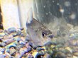 画像2: ピラニアsp.マットグロッソ(4cm±)WILD★ (2)