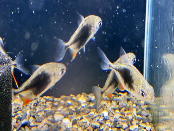 画像2: ブラックベリーミレウス(5cm±)ブリード★ (2)