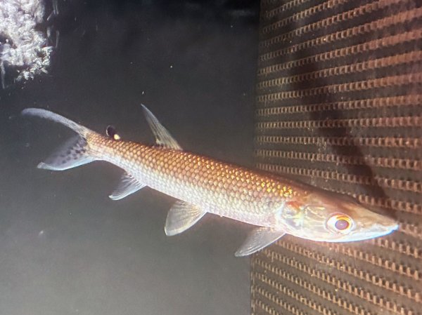 画像3: アフリカンパイクカラシン(15cm±)WILDナイジェリア★ (3)