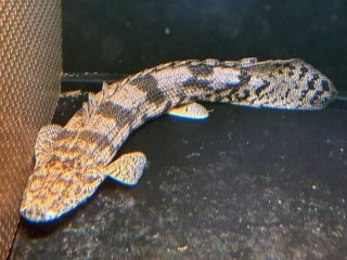 プラチナ ビキールビキール 28cm エンドリケリー ポリプテルス