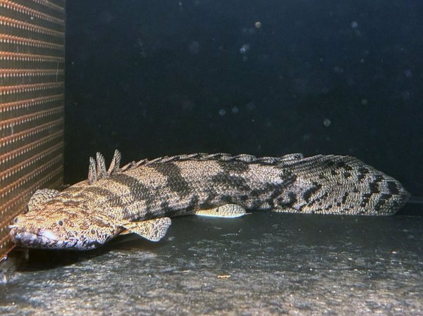 画像2: イガラシエンドリケリー(28cm±)★ (2)