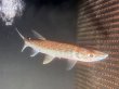 画像1: アフリカンパイクカラシン(15cm±)WILDナイジェリア★ (1)