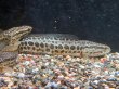 画像1: カムルチー(13cm±)WILD兵庫★ (1)