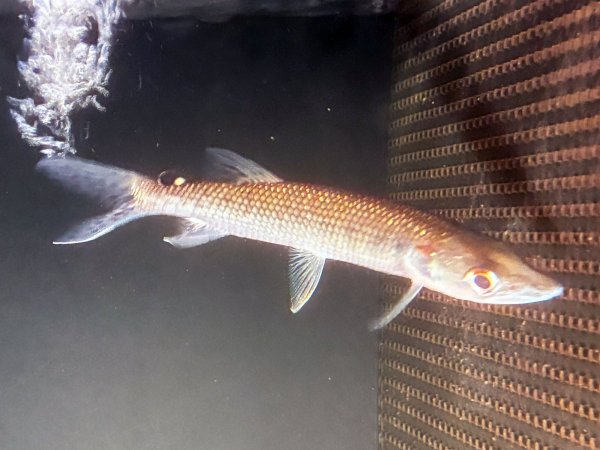 画像2: アフリカンパイクカラシン(15cm±)WILDナイジェリア★ (2)