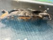画像3: ニホンイシガメ メス(7.5cm±)WILD 訳アリ▲ (3)