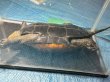画像3: ニホンイシガメ メス(18.5cm±)WILD▲ (3)