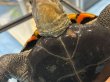 画像8: ニホンイシガメ メス(18.5cm±)WILD▲ (8)