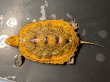 画像1: ニホンイシガメ メス(7.5cm±)WILD 訳アリ▲ (1)