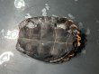 画像5: ニホンイシガメ メス(7.5cm±)WILD 訳アリ▲ (5)