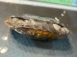 画像4: ニホンイシガメ メス(7.5cm±)WILD 訳アリ▲ (4)