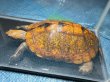 画像2: ニホンイシガメ メス(18.5cm±)WILD▲ (2)